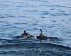 ROSE COURT HOLIDAY APARTMENTS