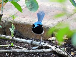 Serenity House Pemberton