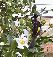 Serenity House Pemberton