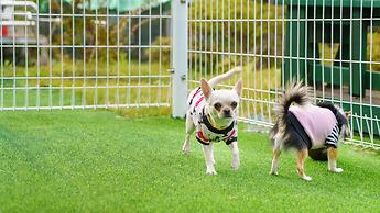 Hongcheon Byeolkaem Kidspulbilla