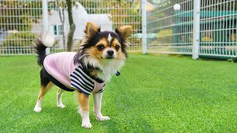 Hongcheon Byeolkaem Kidspulbilla