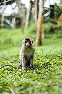 Miracle Signature Hills