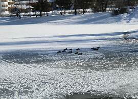 Quiet Apartment With ski Storage