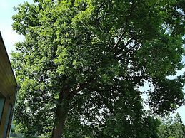 Holiday Home in Waimes With Garden