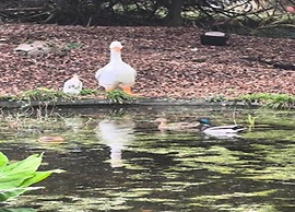 Comfortable Chalet in Durbuy