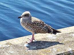 Spacious Apartment Near the sea
