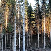Holiday Home Near Harzgerode With Whirlpool