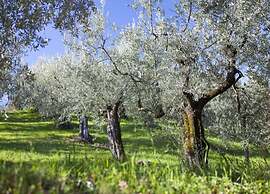 Pleasant Mobile Home in Castiglione del Lago With Pool