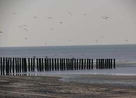 Apartment in Renesse Near the Beach