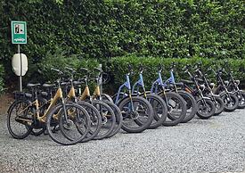 Home in the Dancing Forest