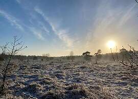 Home in the Dancing Forest