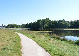 Home in the Dancing Forest