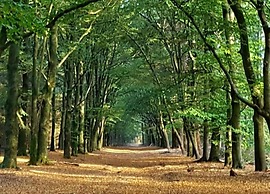 Home in the Dancing Forest