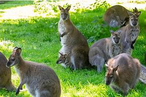 Apartment With Mini Campsite and Playground