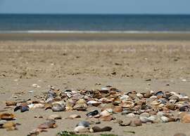 Coastal Apartment in Westkapelle