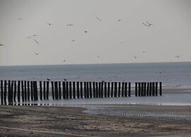 Studio in Domburg Near Beach and Nature Reserve