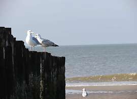 Studio in Domburg Near Beach and Nature Reserve