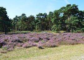 Glass Veranda Chalet in Nature
