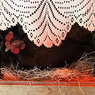 The Farmhouse Bed and Breakfast