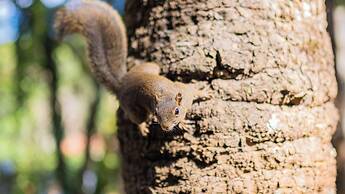 Pousada Vila Suíça