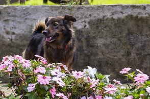 Pousada Vila Suíça