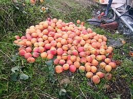 In Apple Estate Kanatal