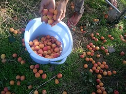 In Apple Estate Kanatal