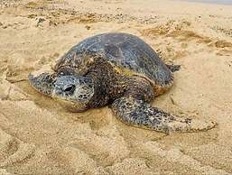 Kauai Villas At Poipu Kai E211 3 Bedroom Condo