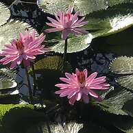 Tropical Magnolia Resort