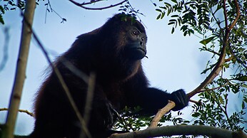 Tropical Magnolia Resort