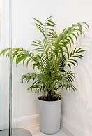 Tropical Garden Oasis