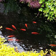 Tropical Garden Oasis