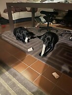 Ankis Bed and Breakfast