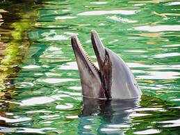 Jhadano Villa 3BR Pool Shuttle 3 Mins to Beach