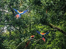 Cuyabeno Lodge