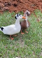 Hotel Sunrise Guamal