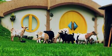 Experiencia Mi Tesoro