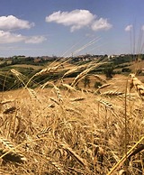 Agriturismo La Corte del Sole