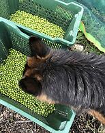 Agriturismo La Corte del Sole