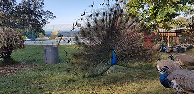 Gold Coast Tree Houses
