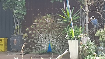 Gold Coast Tree Houses