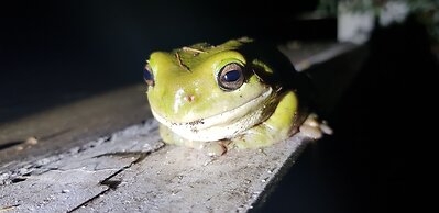 Gold Coast Tree Houses