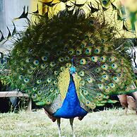 Gold Coast Tree Houses
