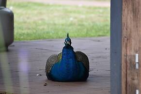 Gold Coast Tree Houses