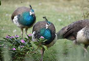 Gold Coast Tree Houses