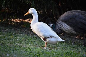 Gold Coast Tree Houses