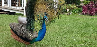 Gold Coast Tree Houses