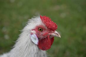 Gold Coast Tree Houses