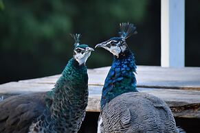 Gold Coast Tree Houses