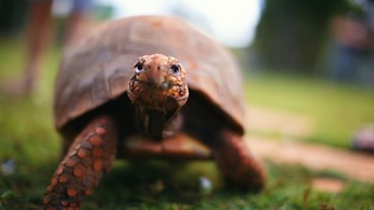 Parque Hotel Pimonte